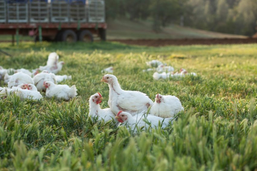 Big Bluff Ranch, pasture raised chicken
